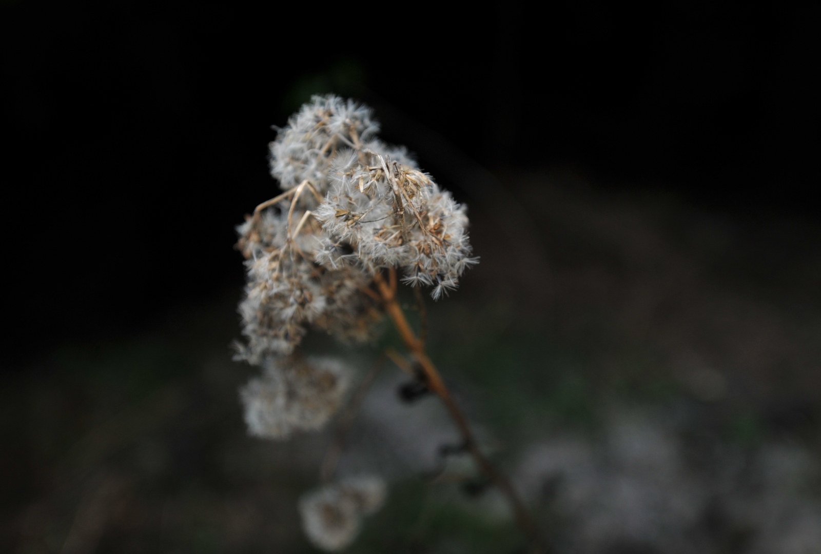 NATUR –  LANDSCHAFT –  STILL LIFE 