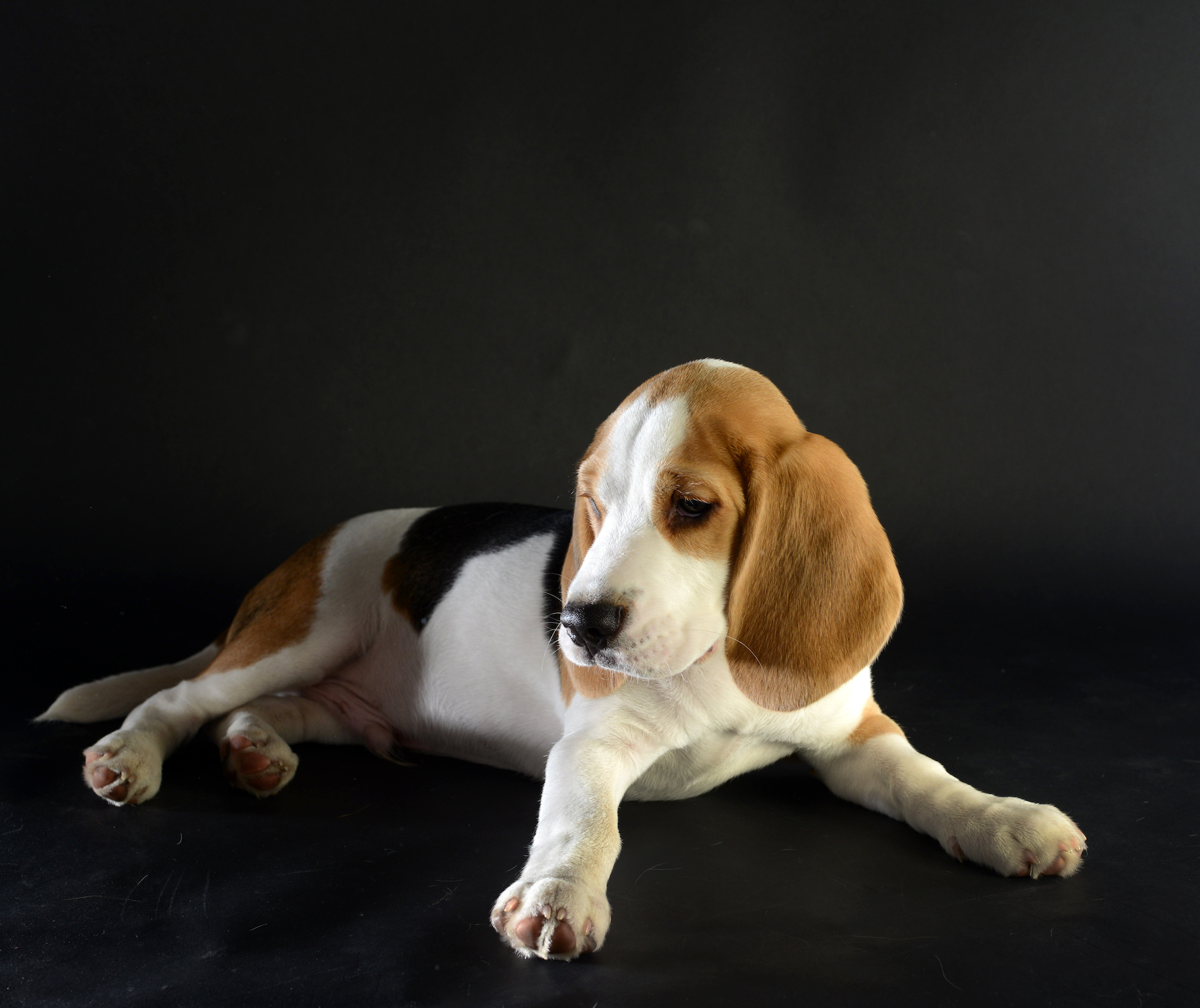 BEAGEL  "SNOOPY" 