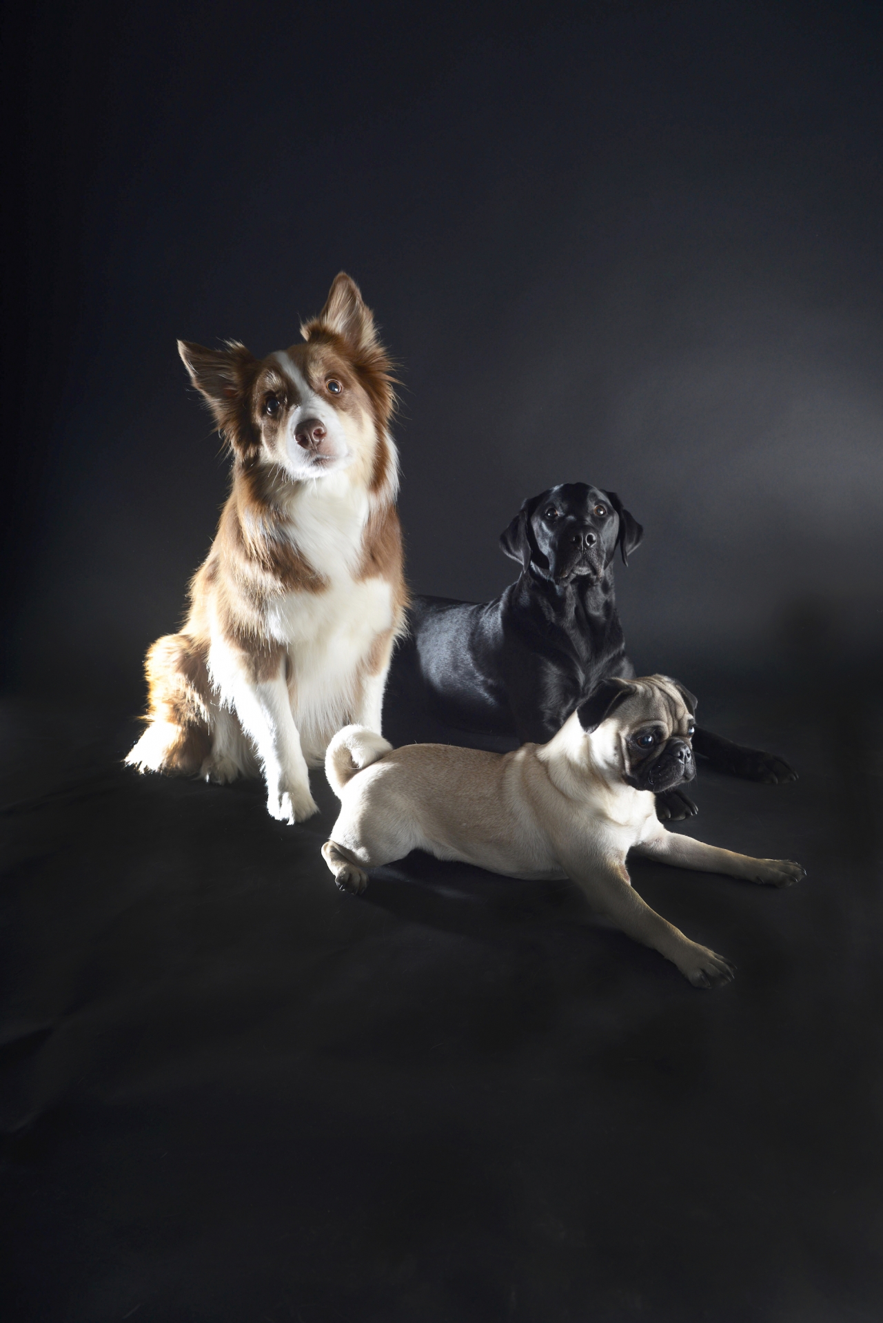 DOG FRIENDS – GROUP SHOOTING 