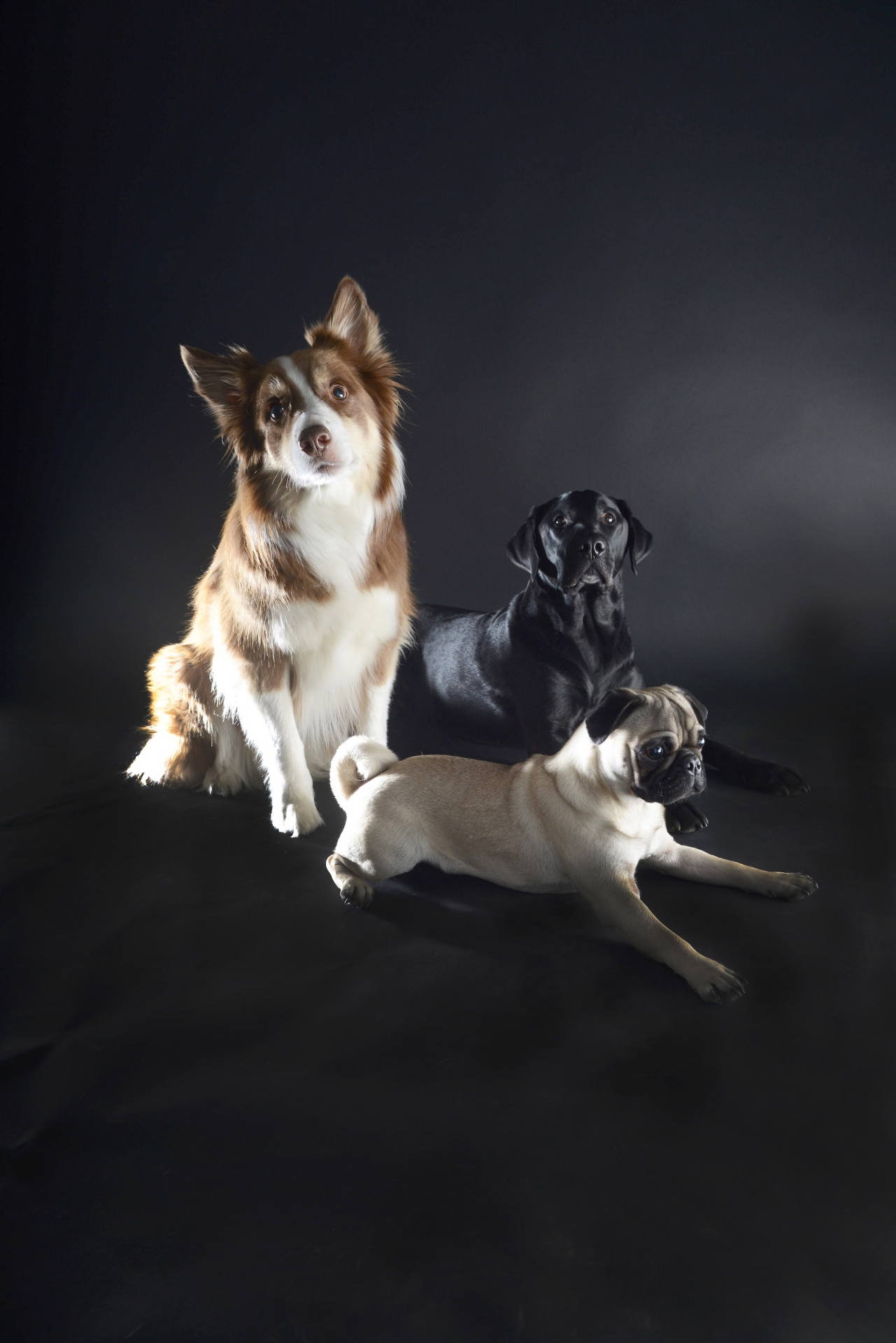 HUNDEFREUNDE – GRUPPENSHOOTING 