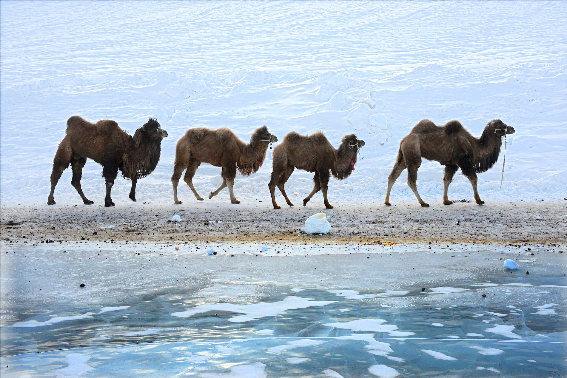 CAMELS ON SNOW 