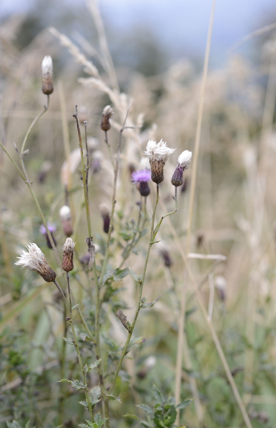 MEADOW 