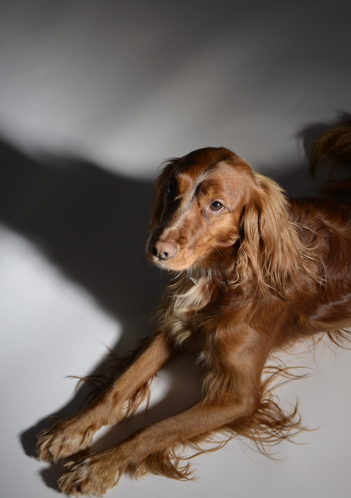 IRISH SETTER AMIE 