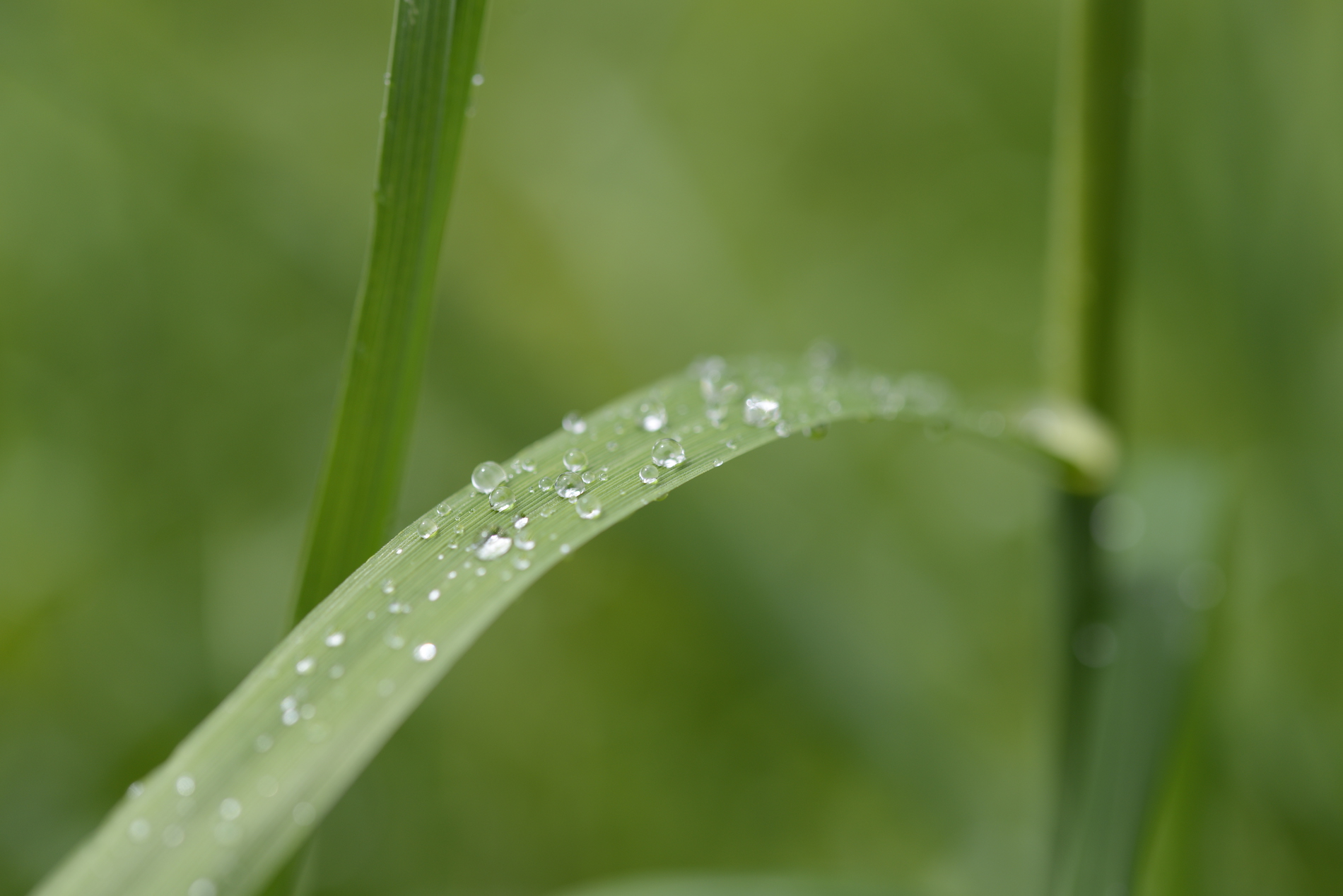 IN THE MORNING DEW 