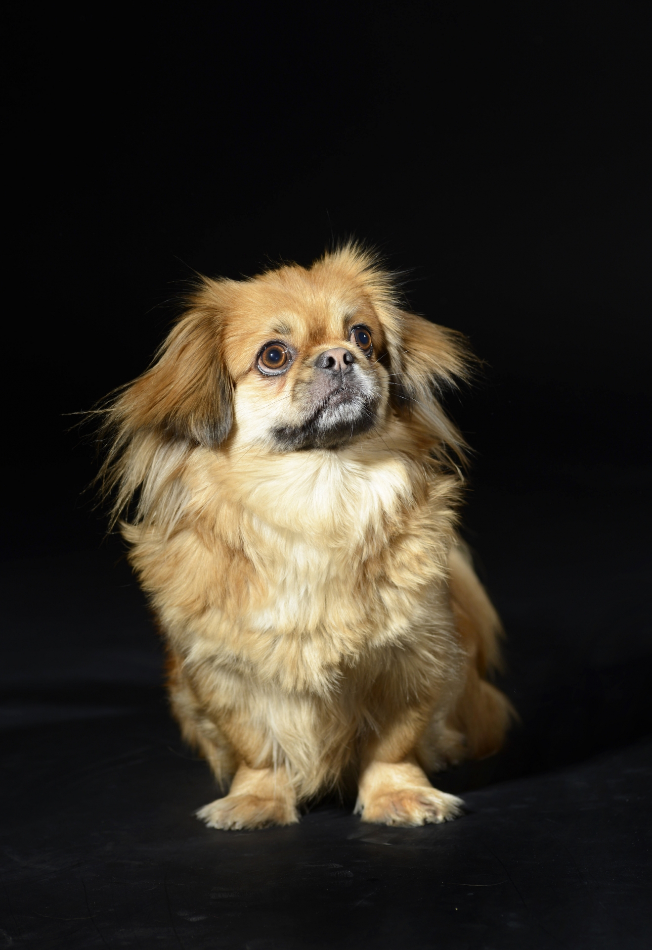 PEKINESE GLORIA 