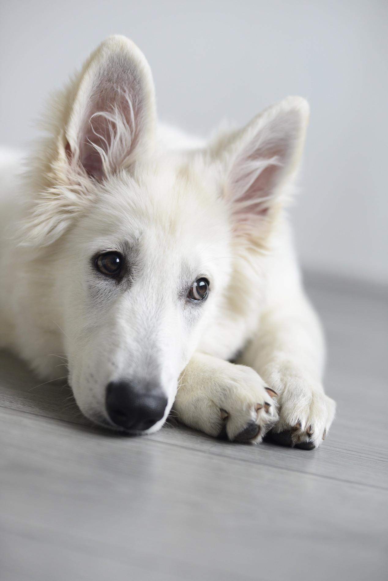 WEISSE SCHÄFERHUNDE 