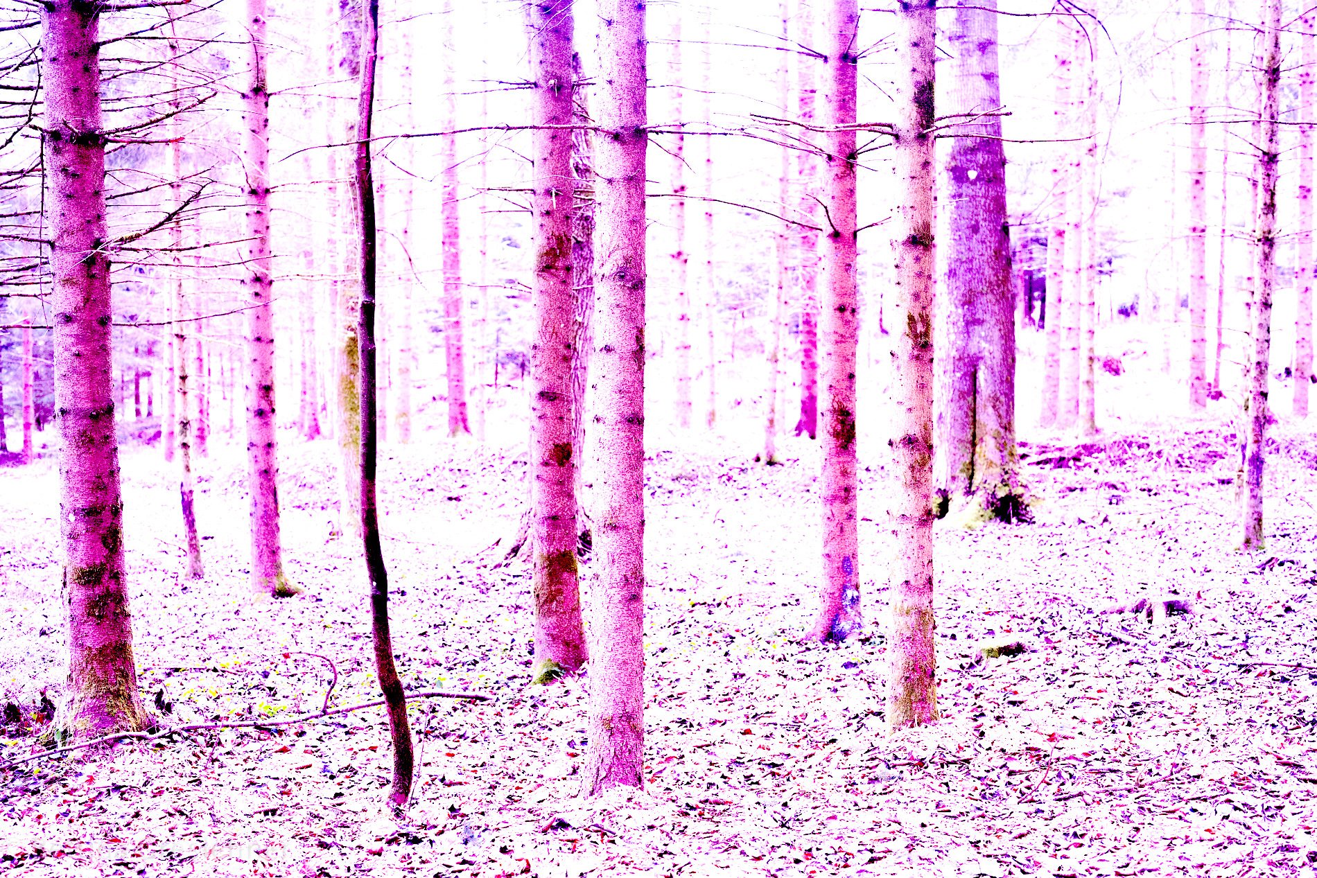 MANCHMAL IST DER WALD LILA, NUR DU SIEHST ES NICHT 